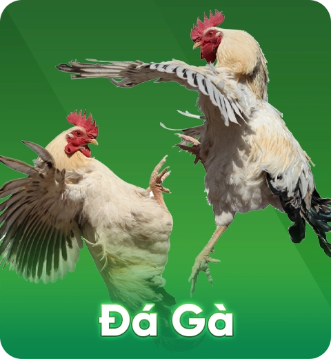 Đá Gà (1)